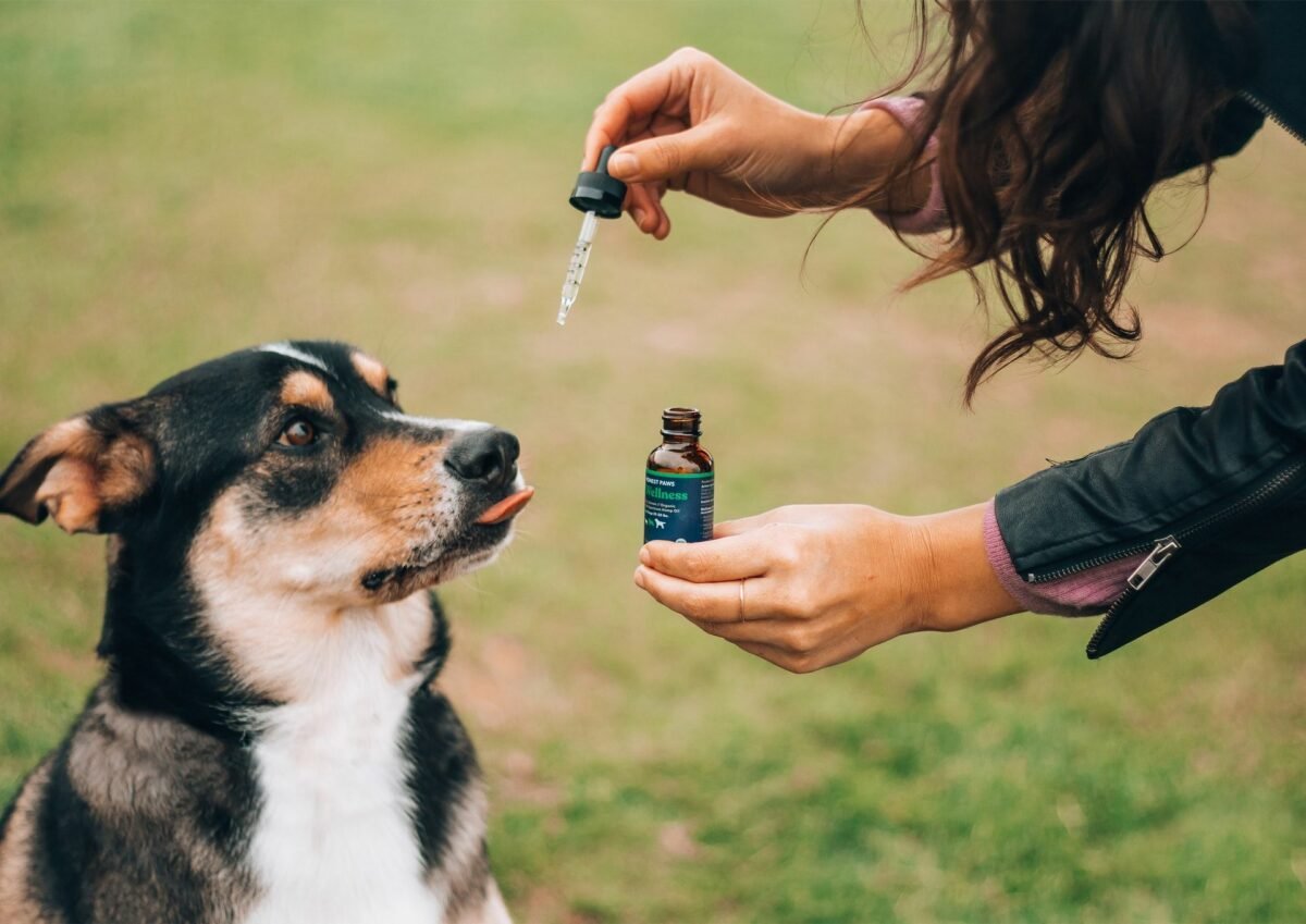 Why Your Pup Deserves the Same Quality as Human Grade CBD